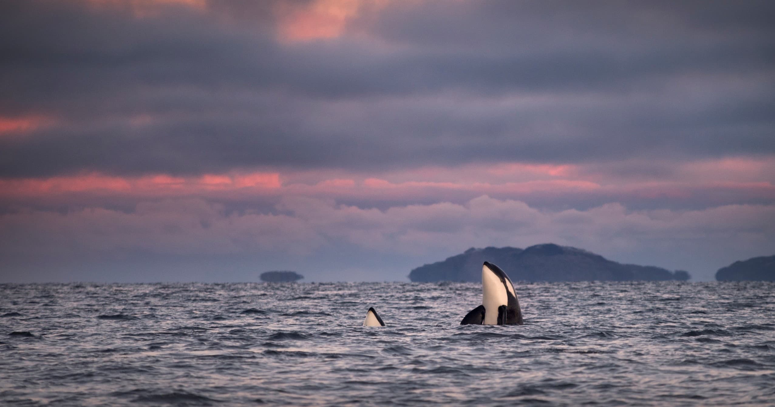 Winter Whale Safari from Skjervøy: See Orcas and Humpbacks in Norway’s Arctic Fjords
