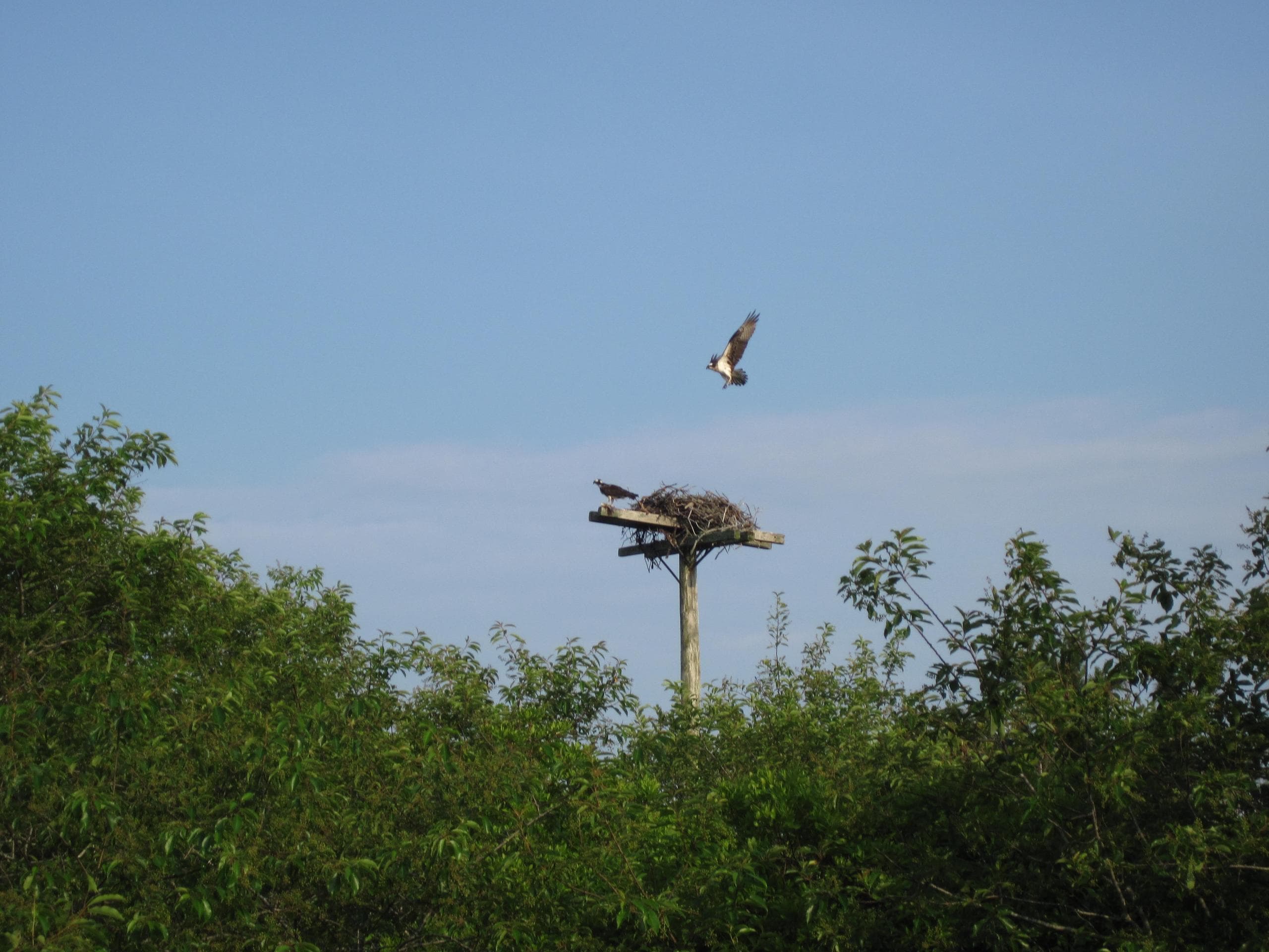 Wildlife & Nature Walking at Gardner Farm on Nantucket