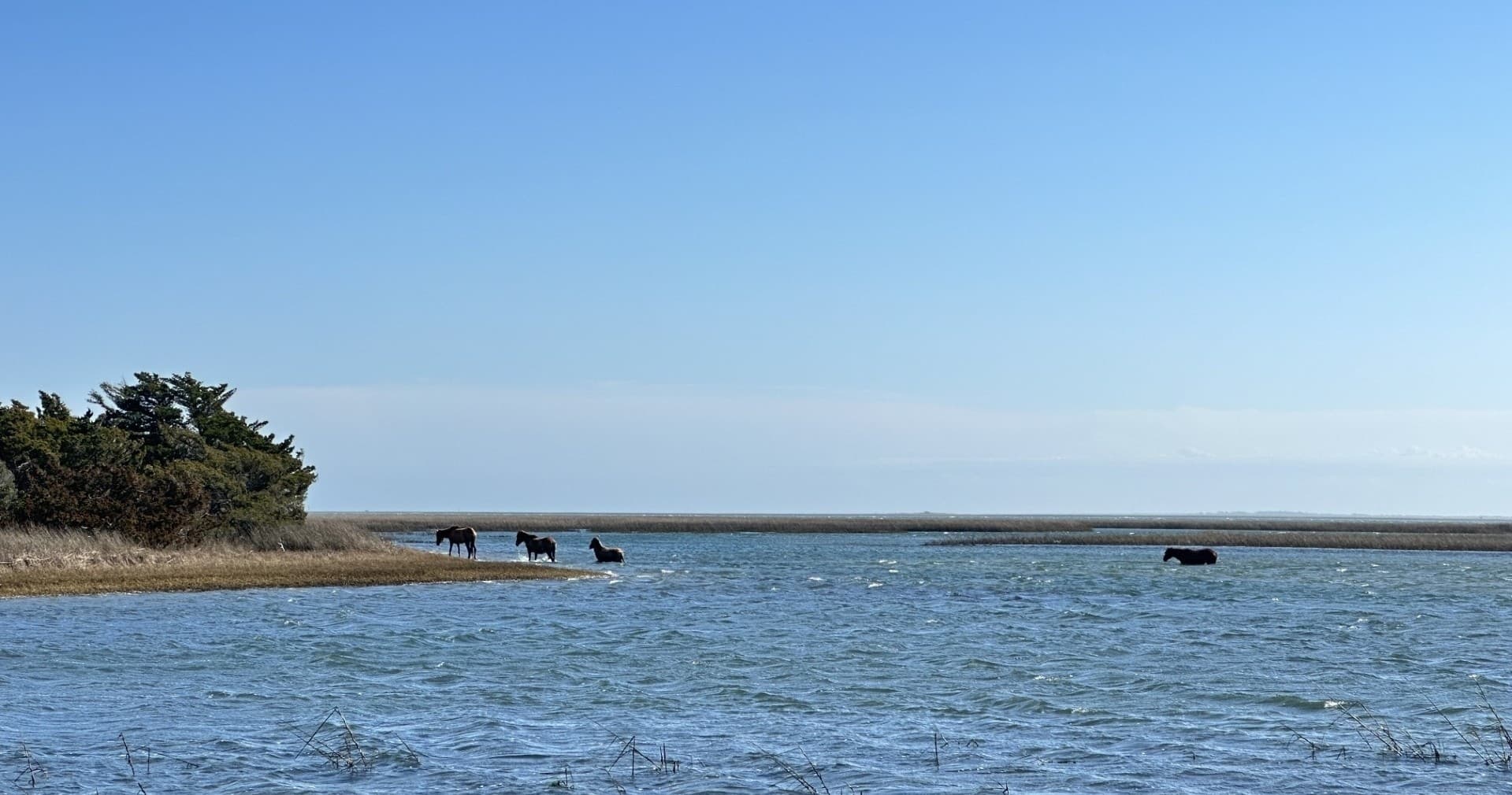 Paddling with Ponies: Club Carrot Island Kayak Wildlife Tour in Beaufort, NC