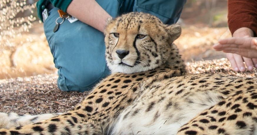 Wildlife & Conservation at Meet-a-Cheetah in Canberra
