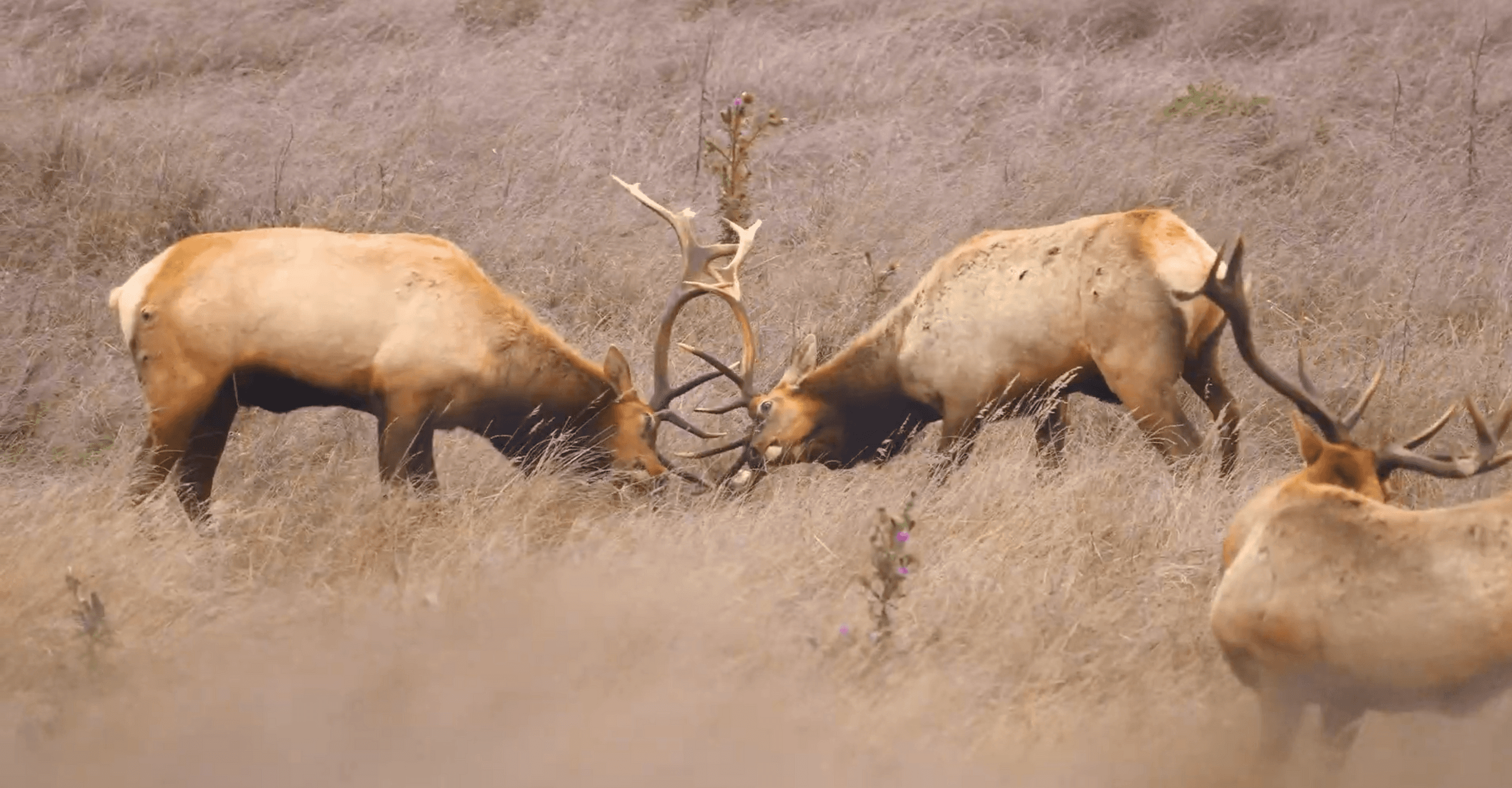Tomales Point Exploration: Guided Kayak Wildlife Tour on Tomales Bay photo 3