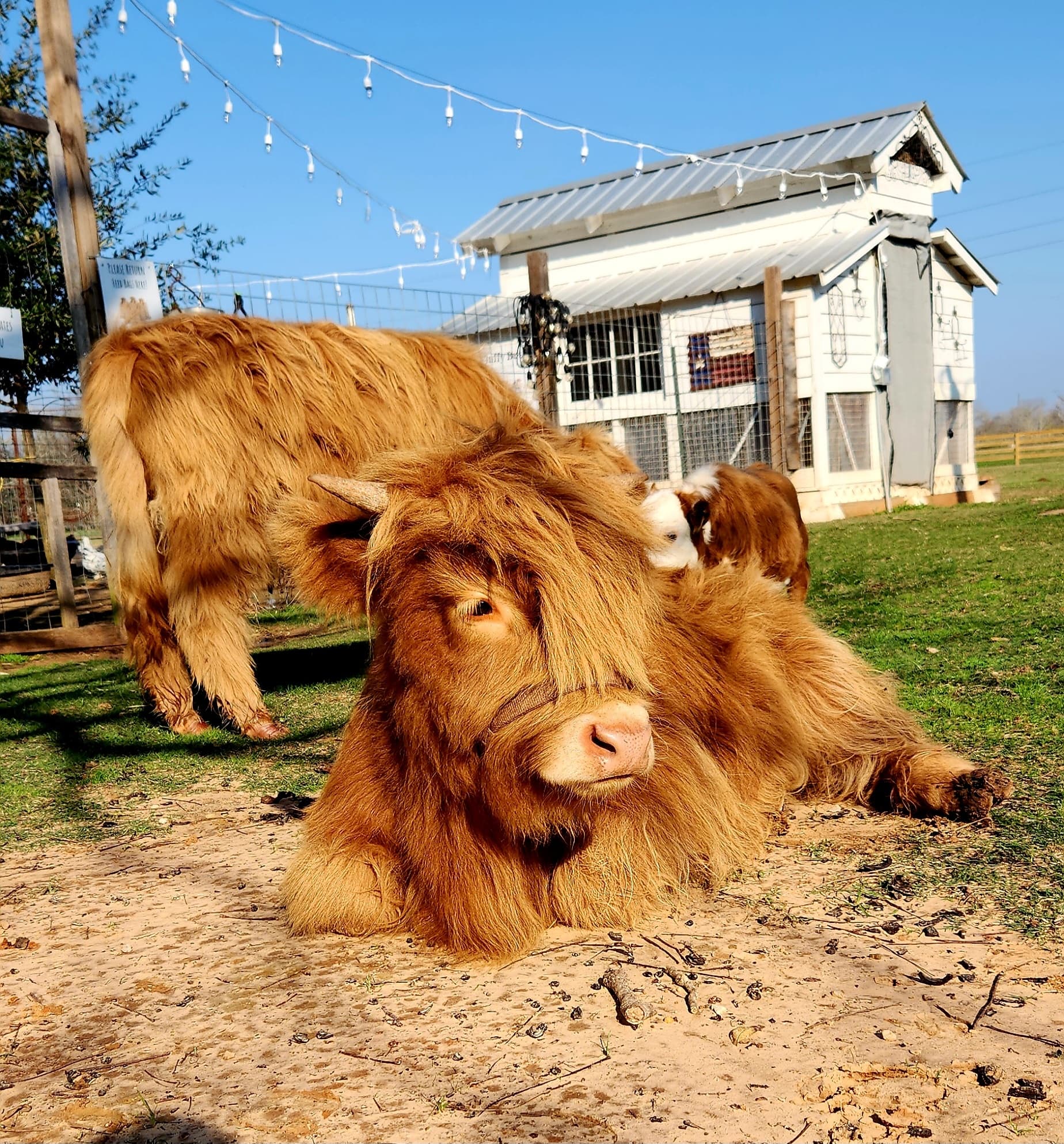 Highland cattle lounging in sunny pasture at family farm