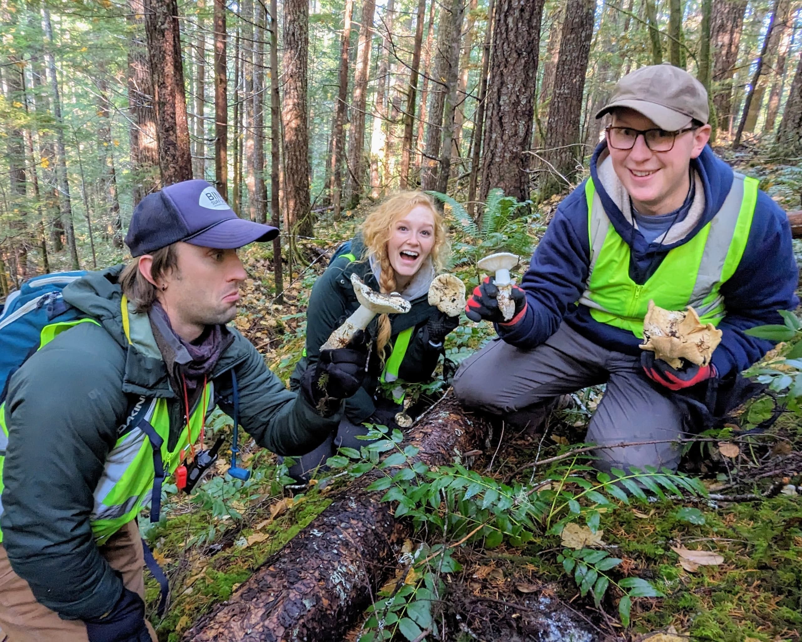 Matsutake Madness Hunt: Foraging Matsutake Mushrooms Near Redmond, WA