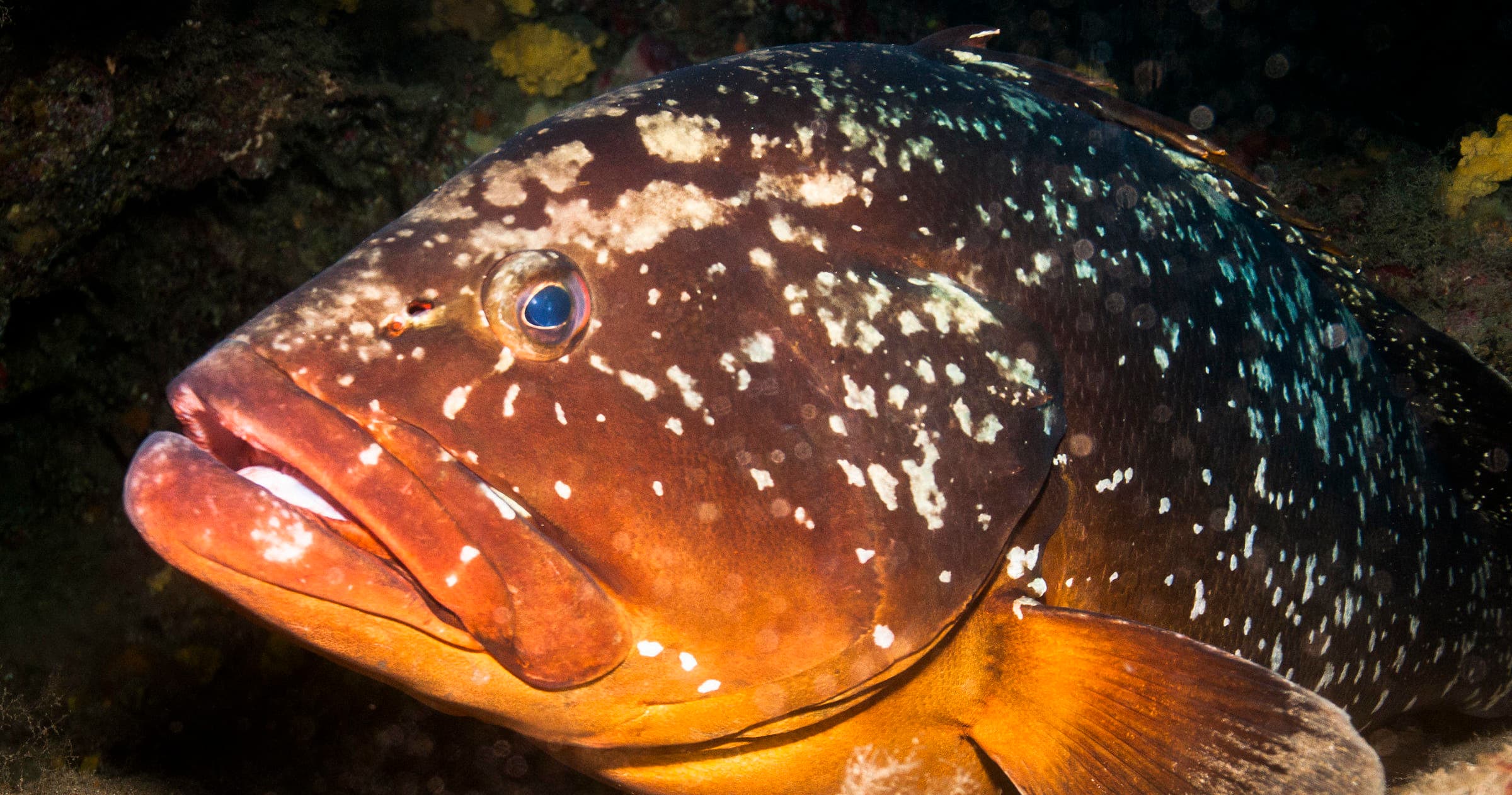 Snorkel Tour with Pura Vida Diving in Las Palmas