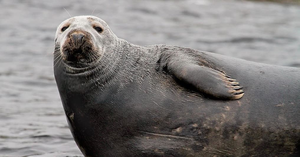 Harbor seal close-up on water, wildlife boat spotting tour