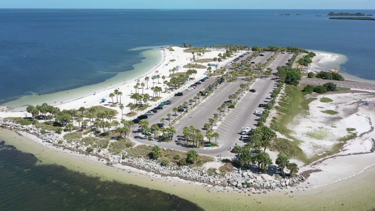 Clearwater Snorkel Day at Fred Howard Park: Turtles, Bass & Potluck Grill