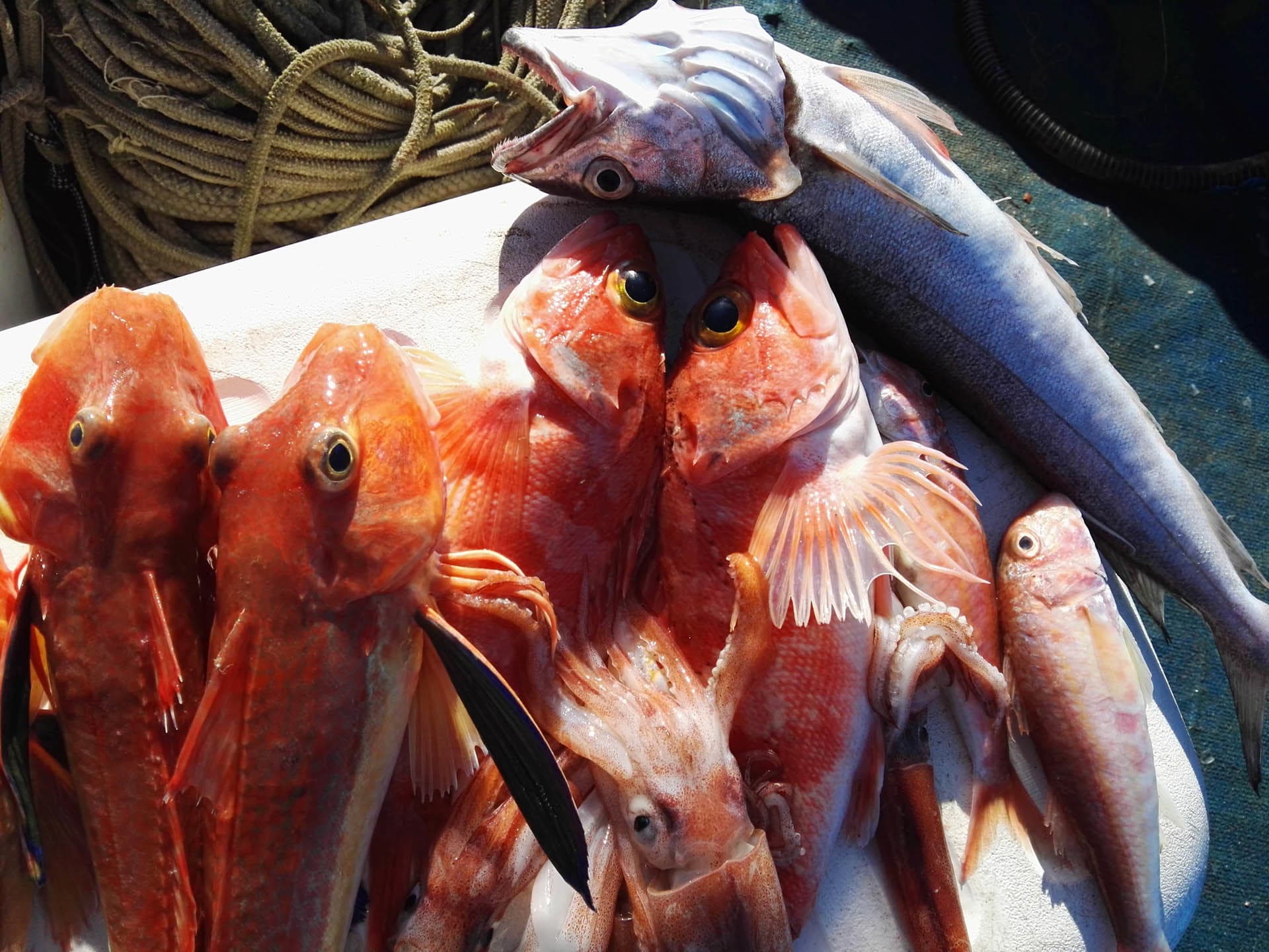 Fishing Experience to Capri with You Know! from Sorrento
