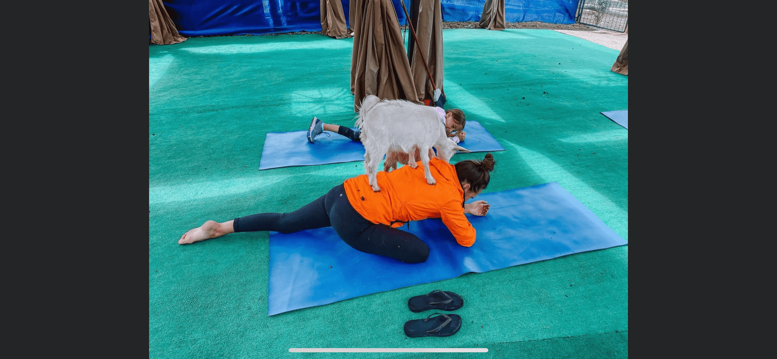 Goat Yoga with Vail Stables in Vail, Colorado