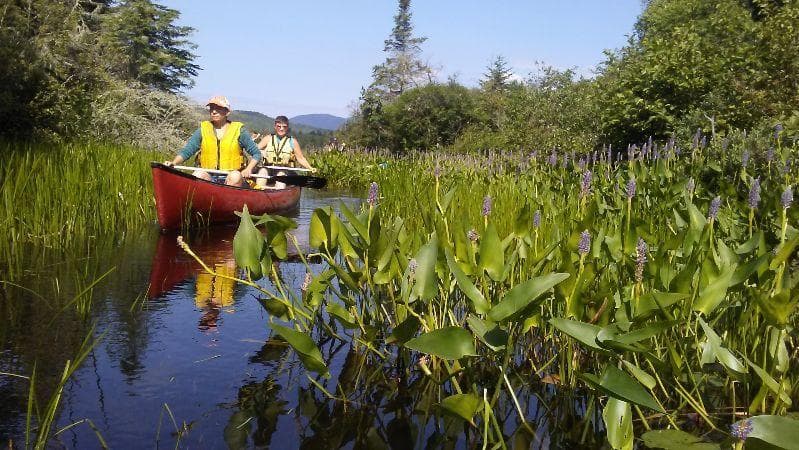 Canoe paddlers navigating narrow marsh channel, summer canoeing