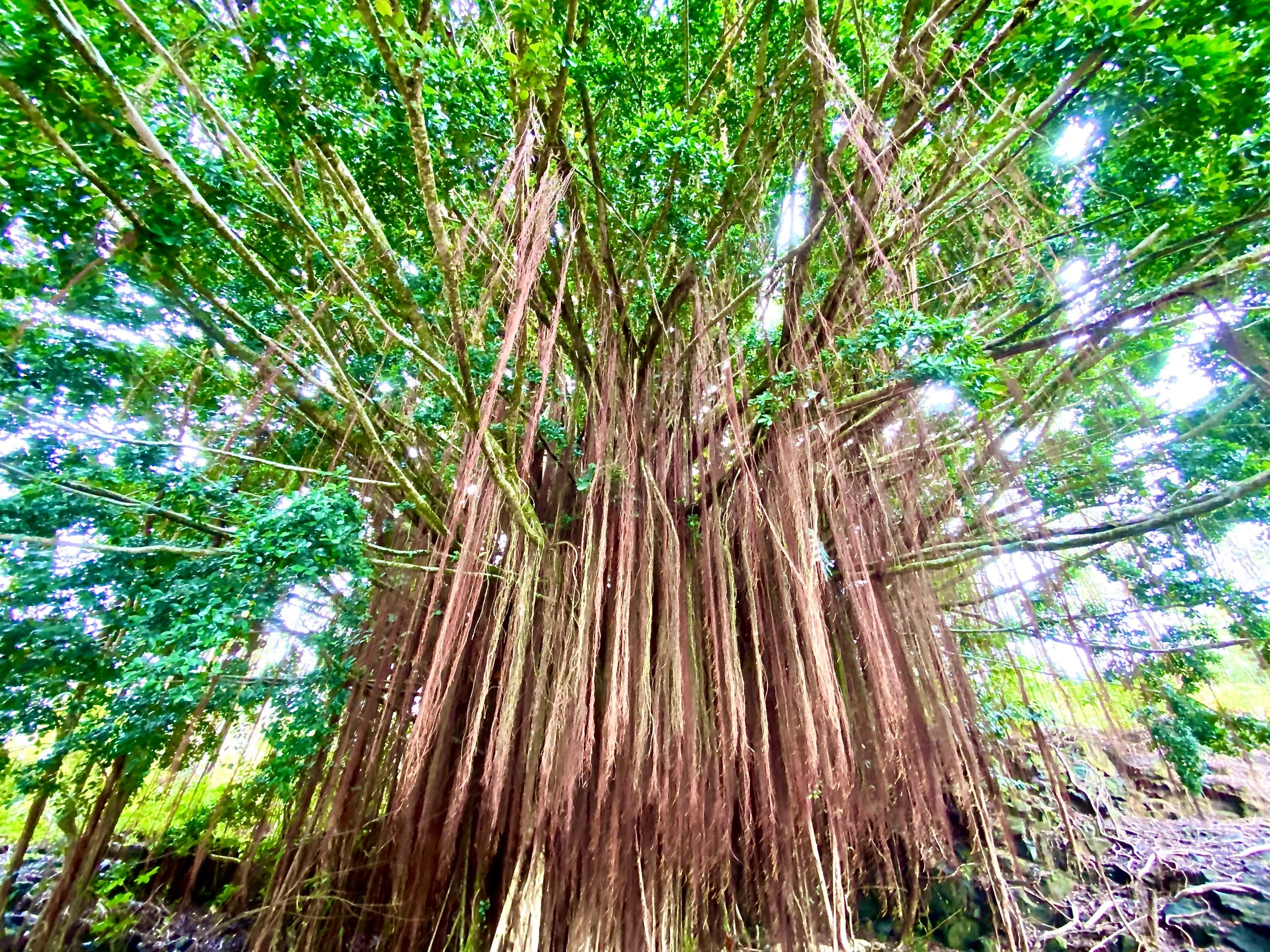 Charter Tour with Holoholo Island Tours in Kailua-Kona