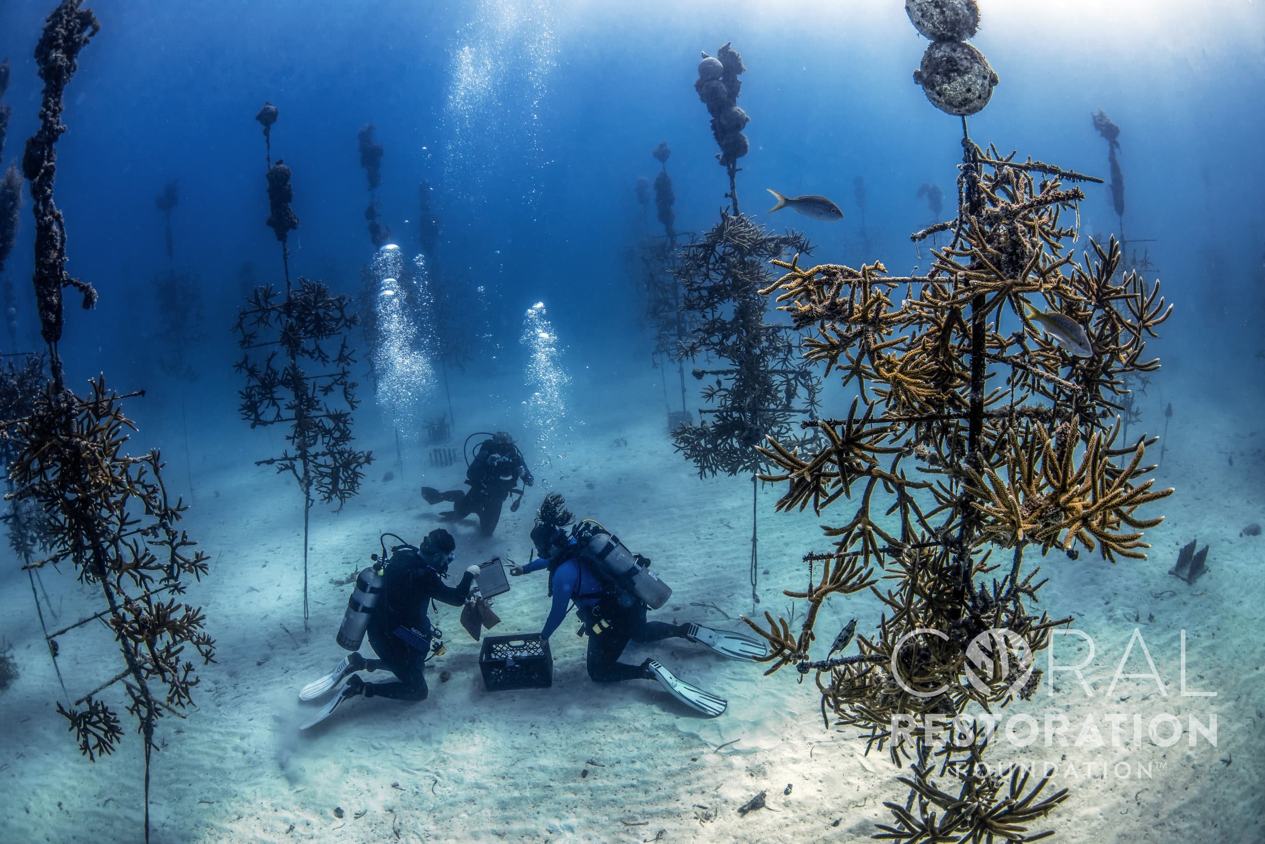 Hands-On Coral Restoration Snorkel on Florida’s Reef