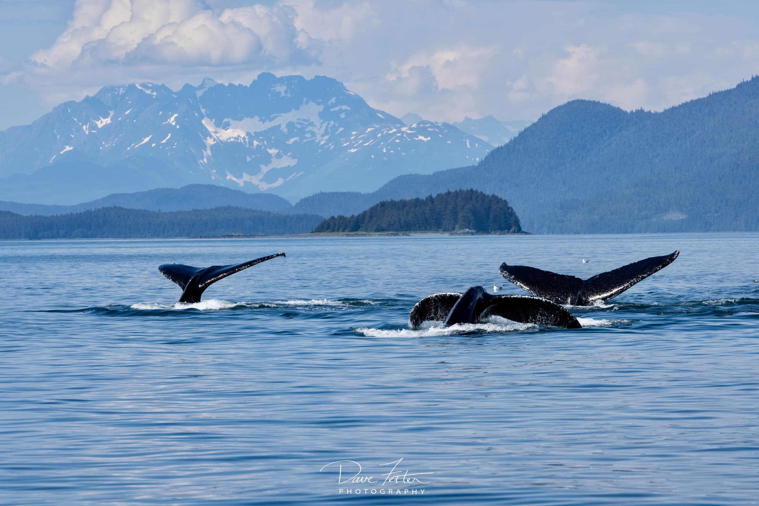 Whale Watching with Juneau Whale Tours in Alaska