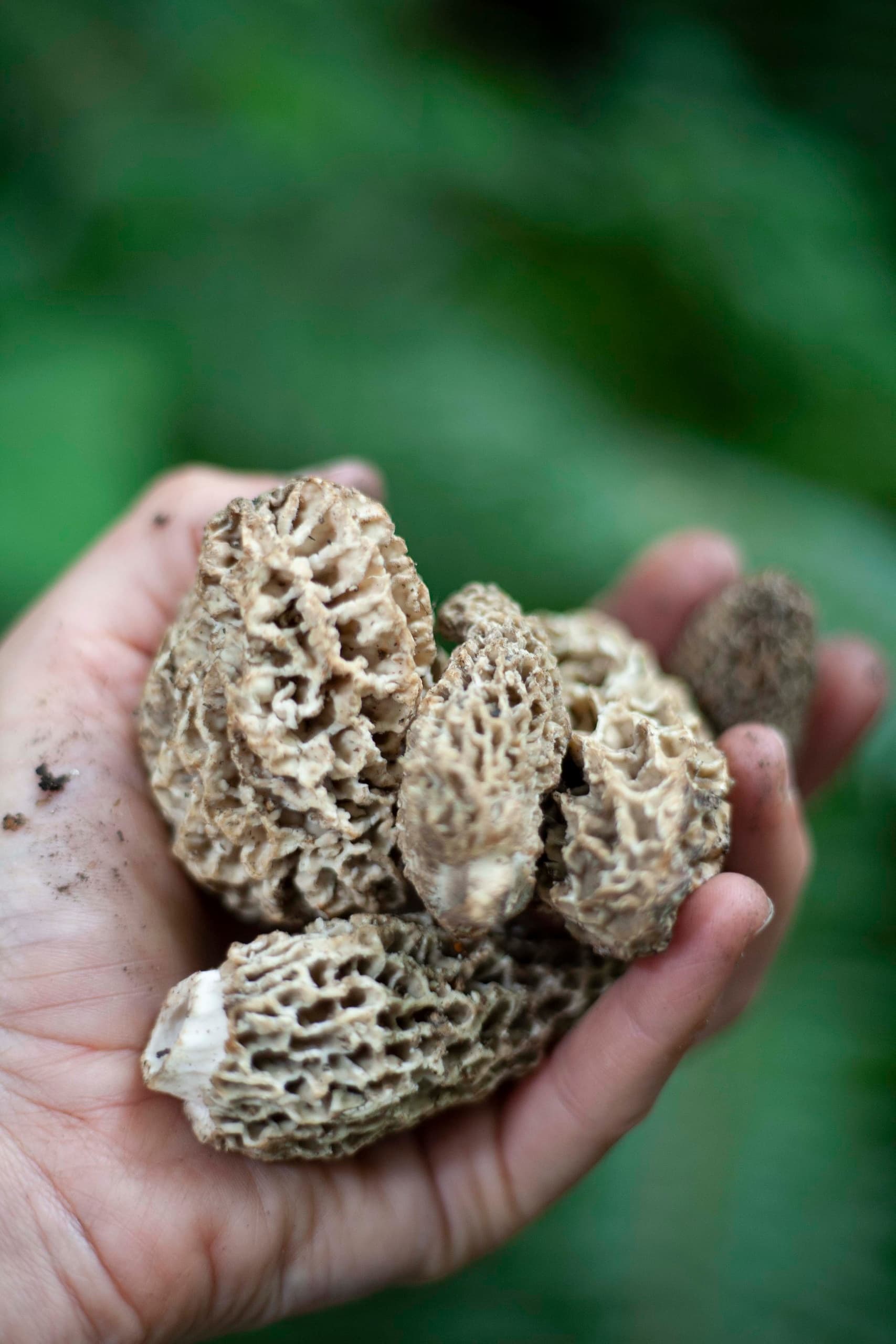 Morel Mushroom Feast: Secret Spring Foraged Dinner in Mount Pleasant Vancouver photo 3