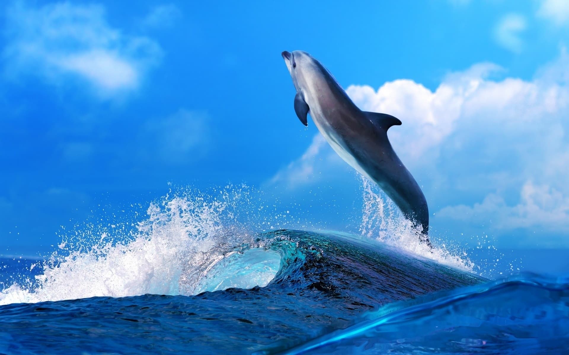 St. Pete Beach Dolphin Eco Cruise: 3-Hour Catamaran from Tradewinds
