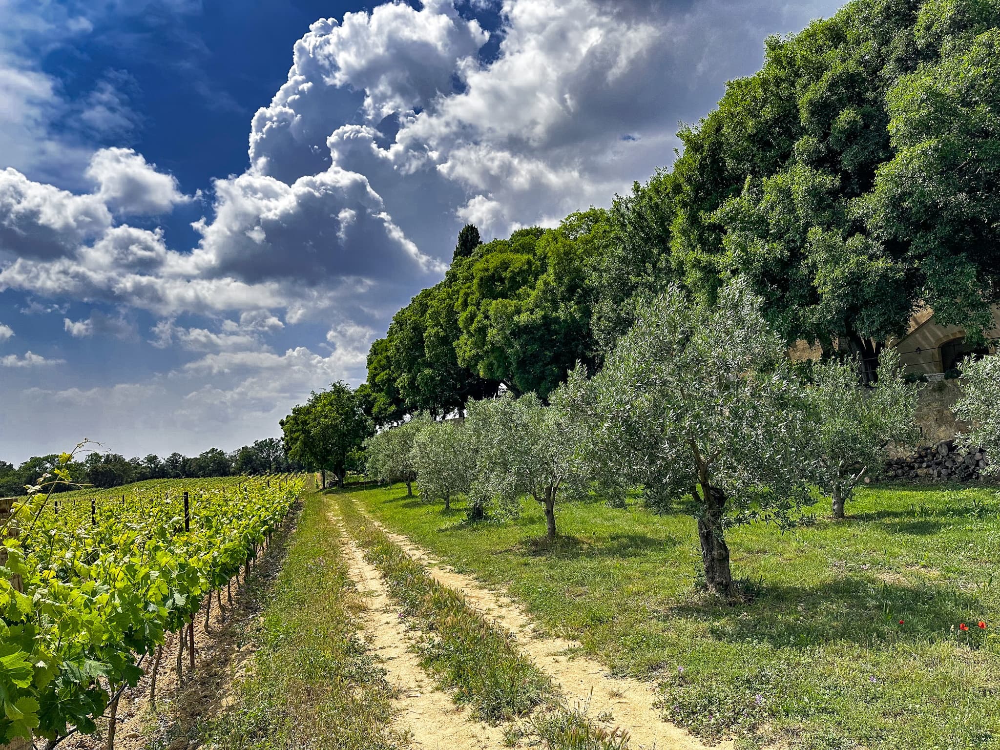 Wine Region Wine Tours with Ooh Provence in Provence