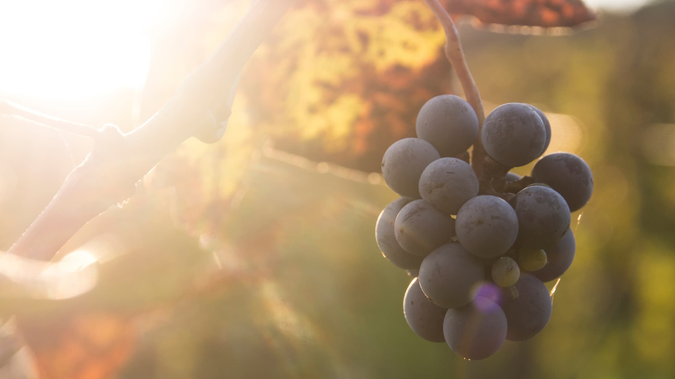 West Kelowna Wine Tour with Sip & Anchor