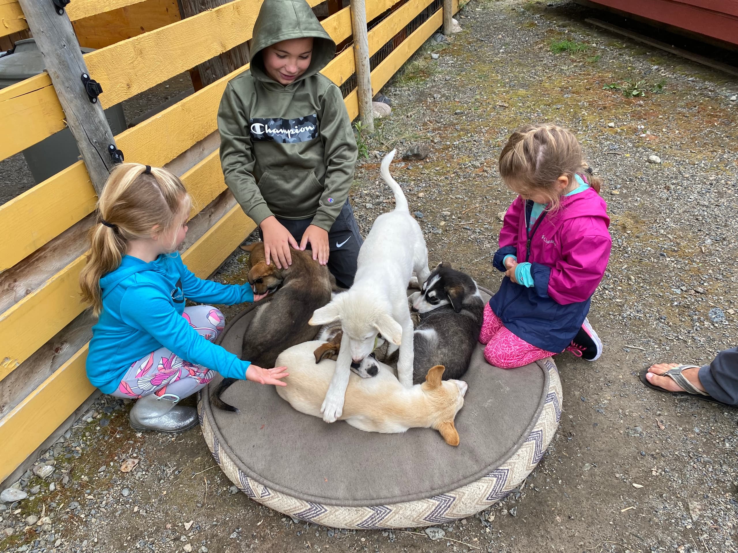 White Pass Summit & Dog Mushing with Beyond Skagway
