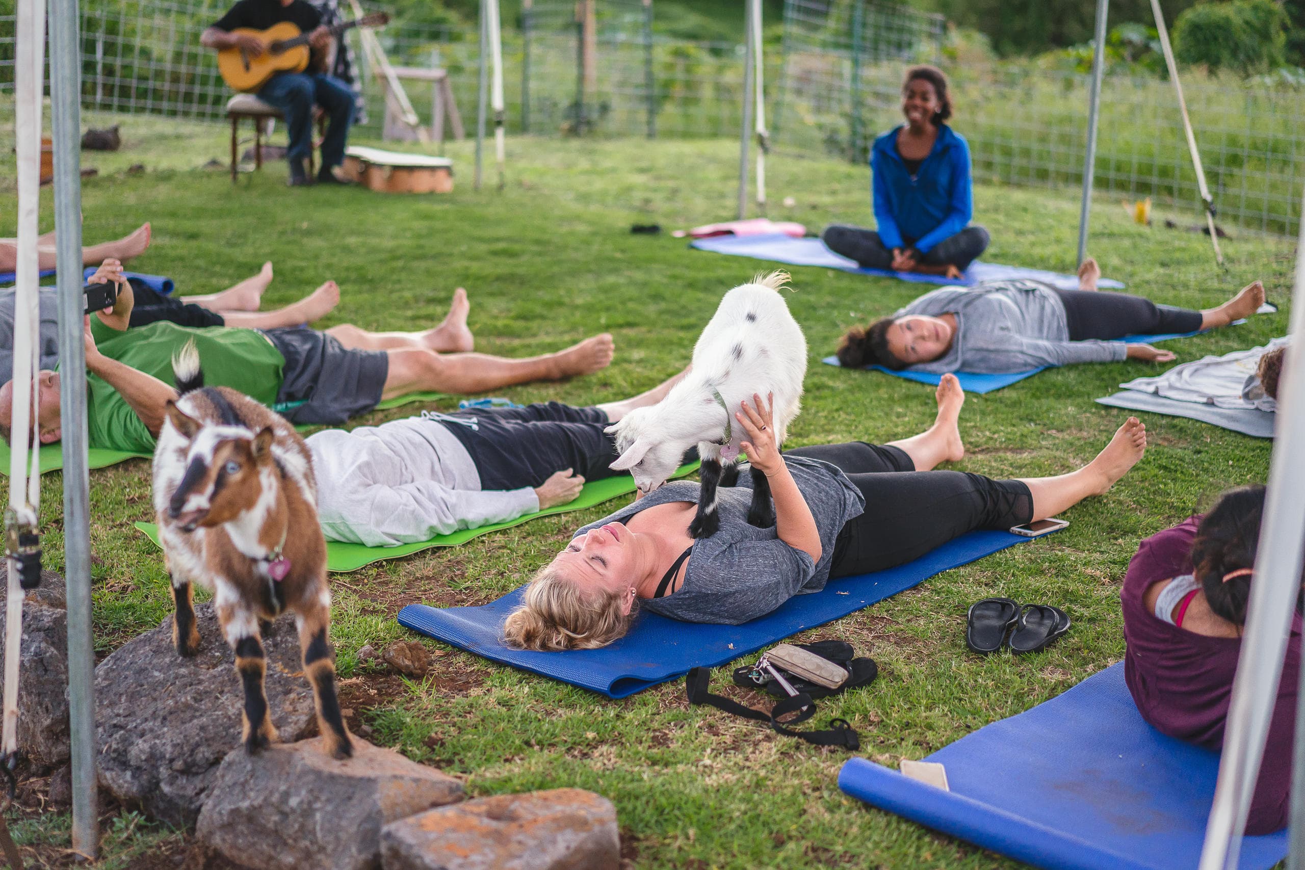 Wildlife & Wellness: Maui Goat Yoga Experience