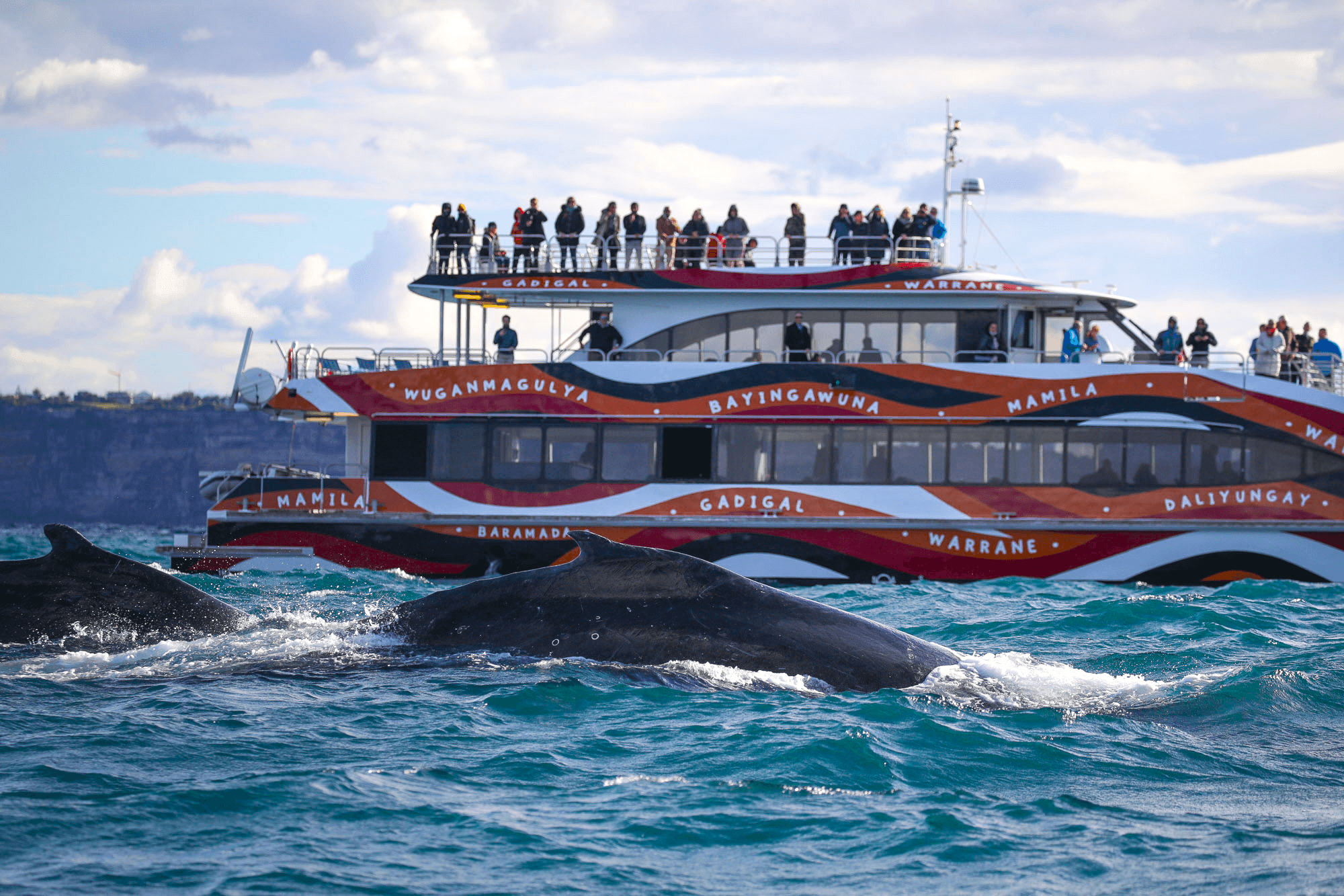 Whale Watching from Sydney with Fantasea Cruising