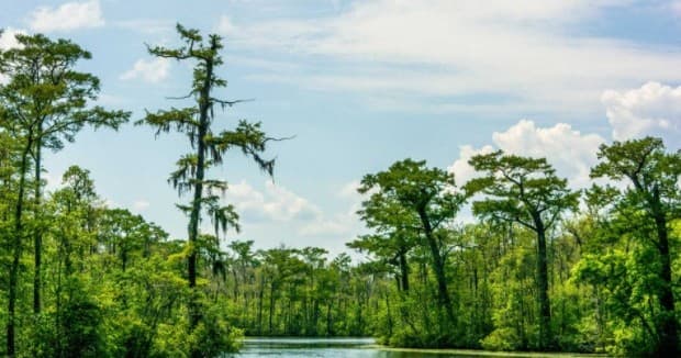 Waccamaw River Tours fleet