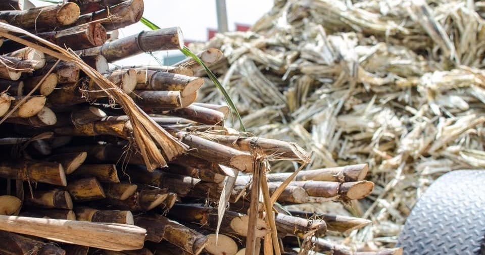 Harvested sugarcane pile on farm processing yard outdoors