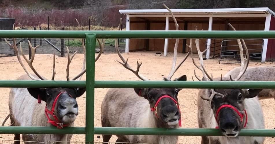 Magical Reindeer Farm Experience in Leavenworth, WA: Feed, Learn, and Explore