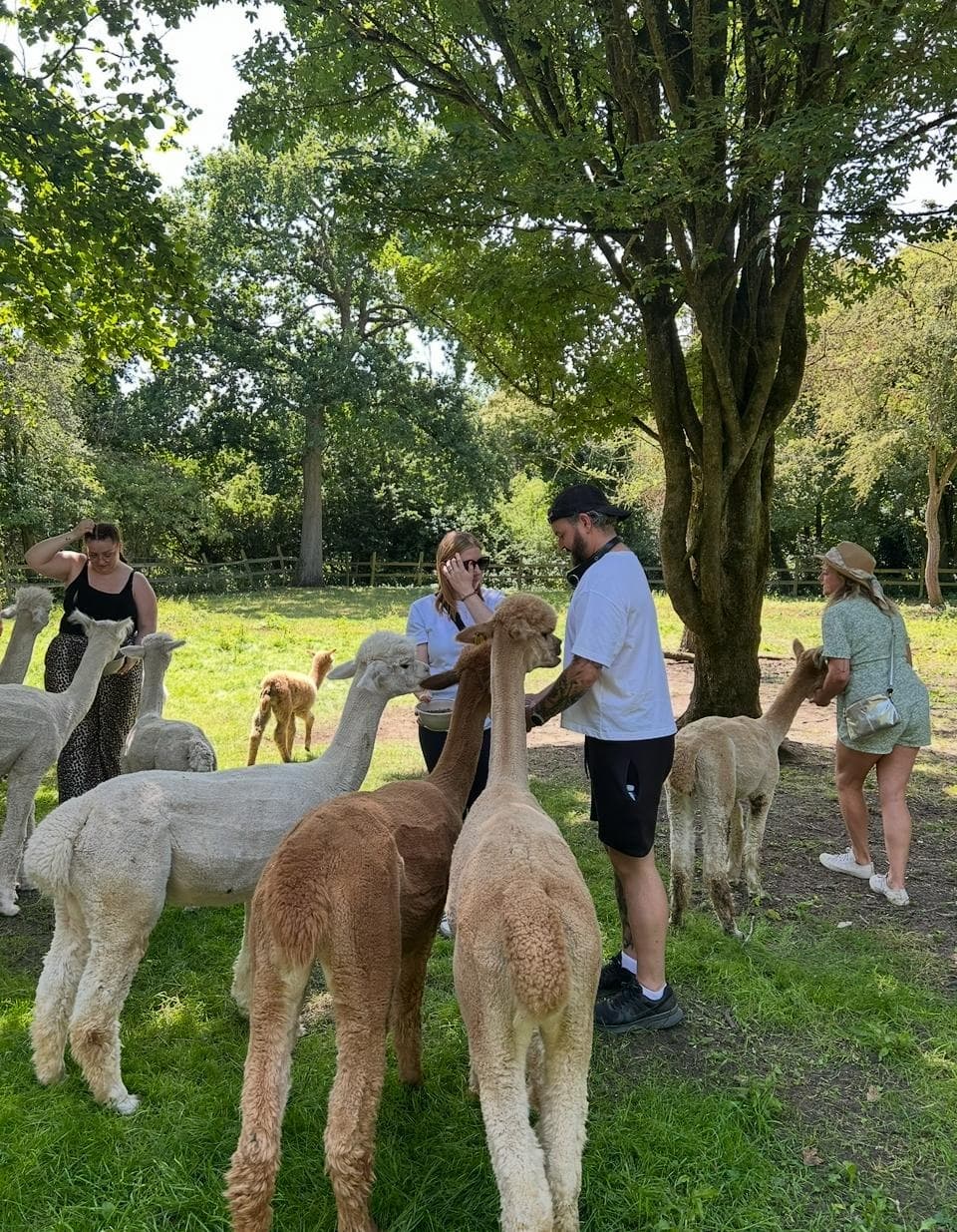 Meet Alpacas and Goats at Wattisham Farm — Hands-On Fleece & Cafe Visit