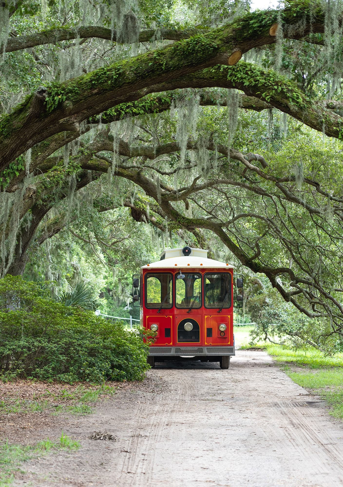 Land Adventures at Charleston Tea Garden Trolley Tour
