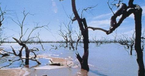 Dead tree silhouettes in salt lake shoreline, Australian outback scene