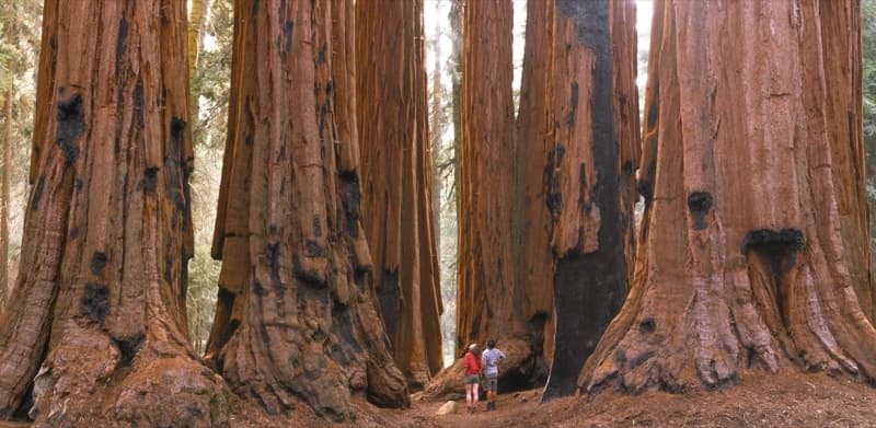 Sunset Among Giants: Sequoia Guided Hike in the Giant Forest photo 3