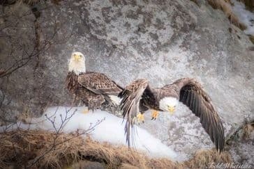 Master the Skies: Birds in Flight Photography Workshop Near Fairbanks, AK photo 4