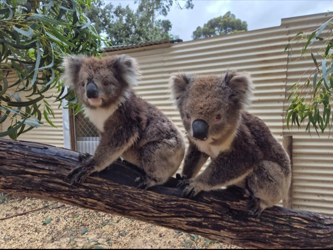 Koala Experience in Cudgee: Up-Close Encounters at Warrnambool Wildlife Encounters photo 3