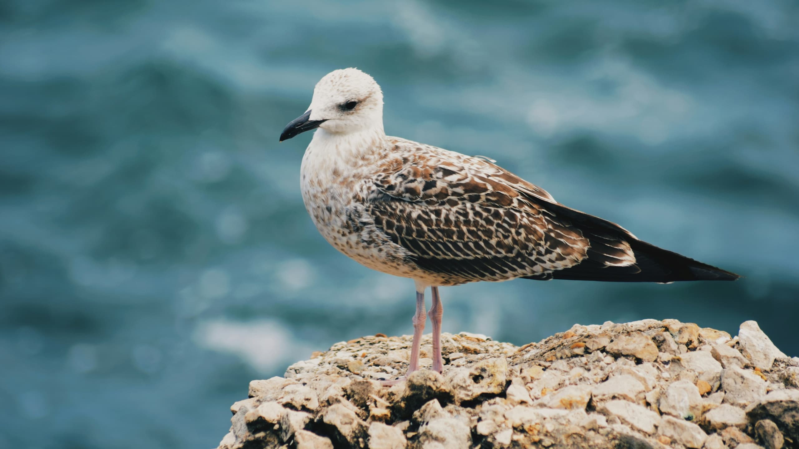 Birdwatching Tours at Cantinhos do Sado in Setúbal