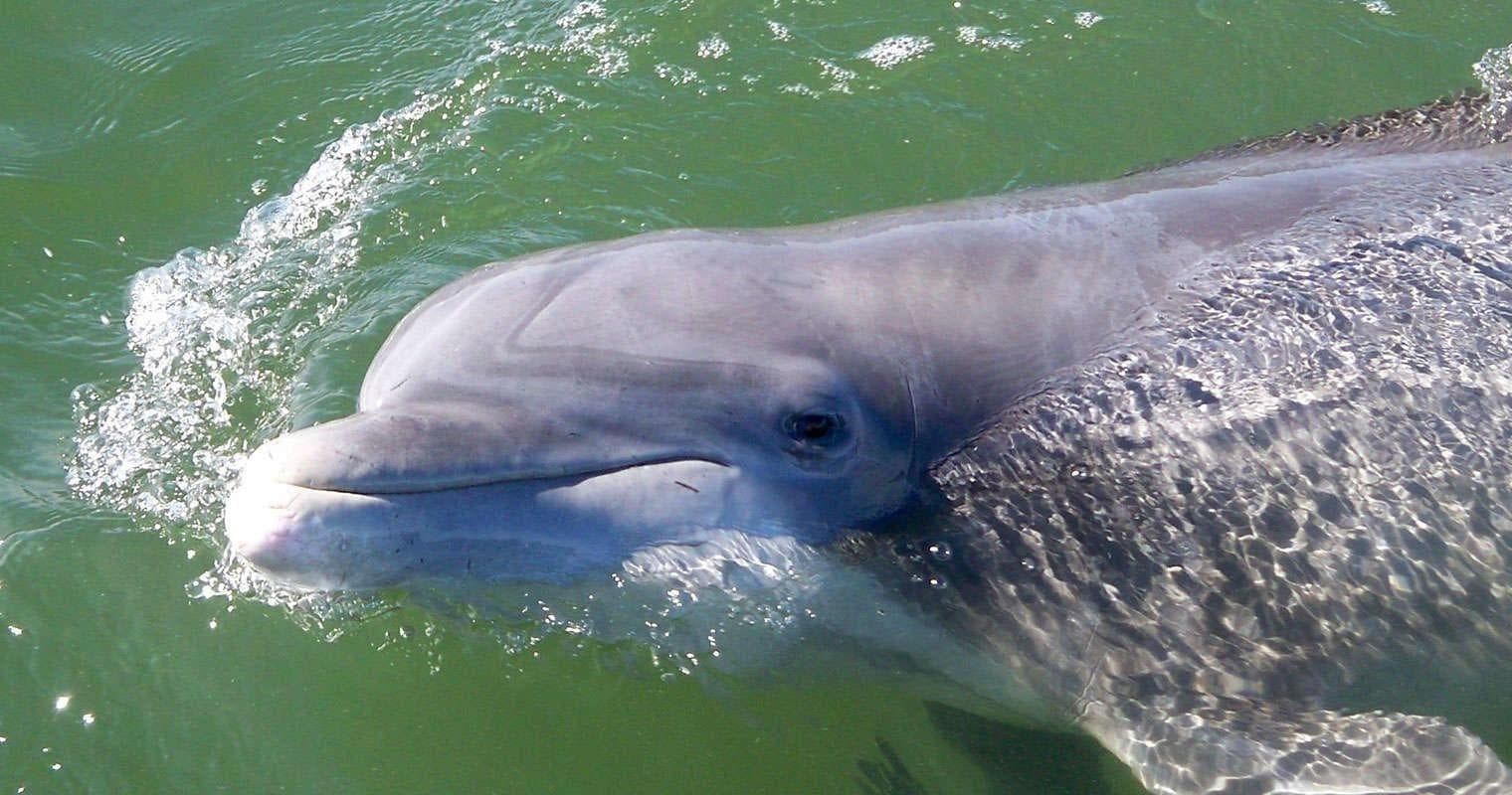Dolphin Excursion in Bluffton, SC: Meet Atlantic Dolphins