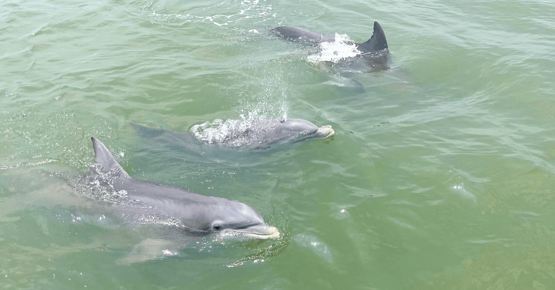 Ocean Dolphin Cruise