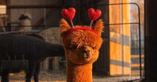 Valentines Alpaca Meet, Treat & Sweets in Finksburg: Hands-On Farm Visit photo 1