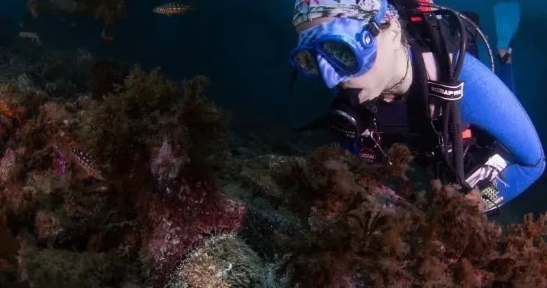 Explore Casino Point’s Kelp Forest: Guided 2‑Hour Dive & Add‑On Second Tank at Catalina Divers Supply