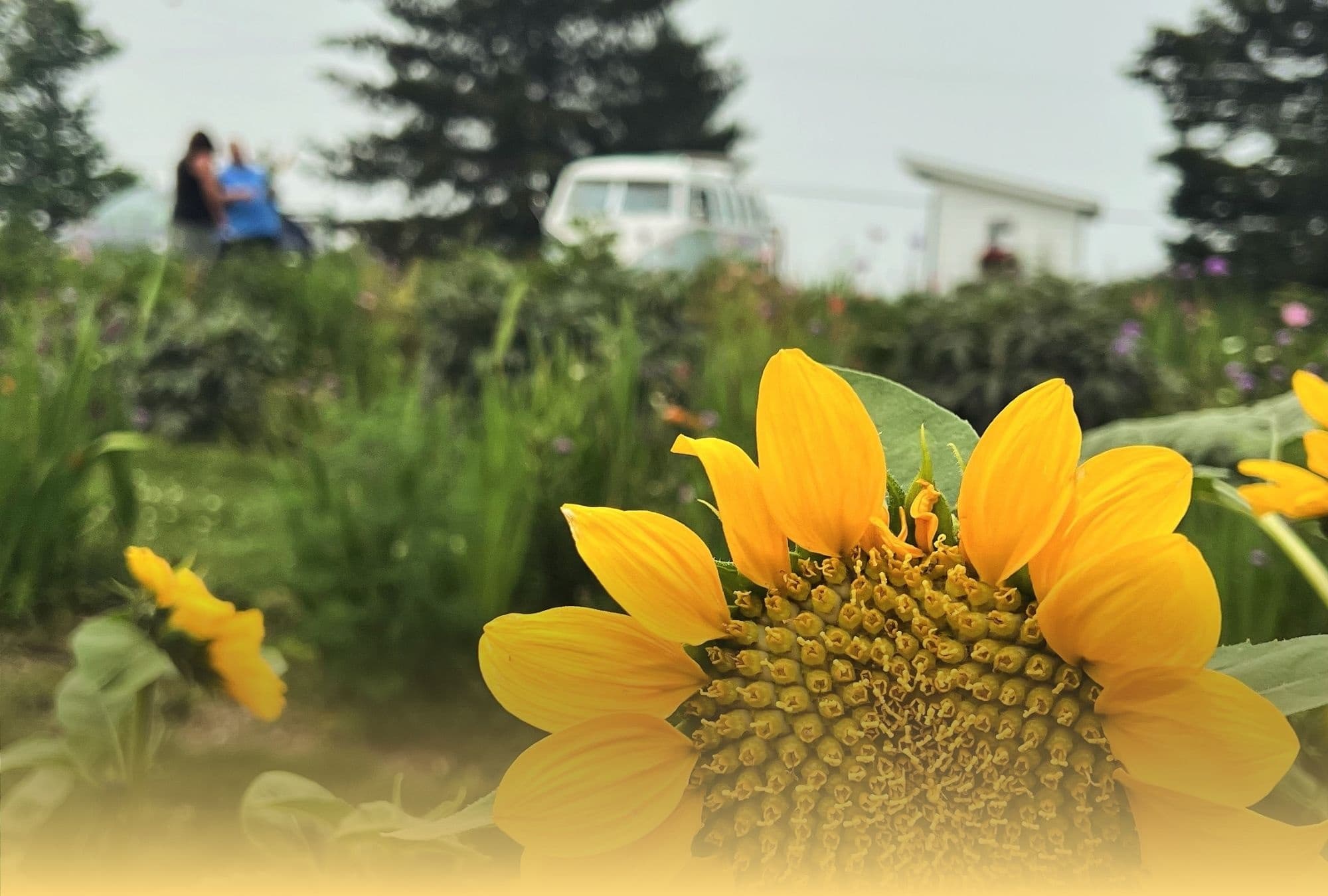 Brushes & Back Roads: A Three-Week Watercolor Roam Around Lake Ann