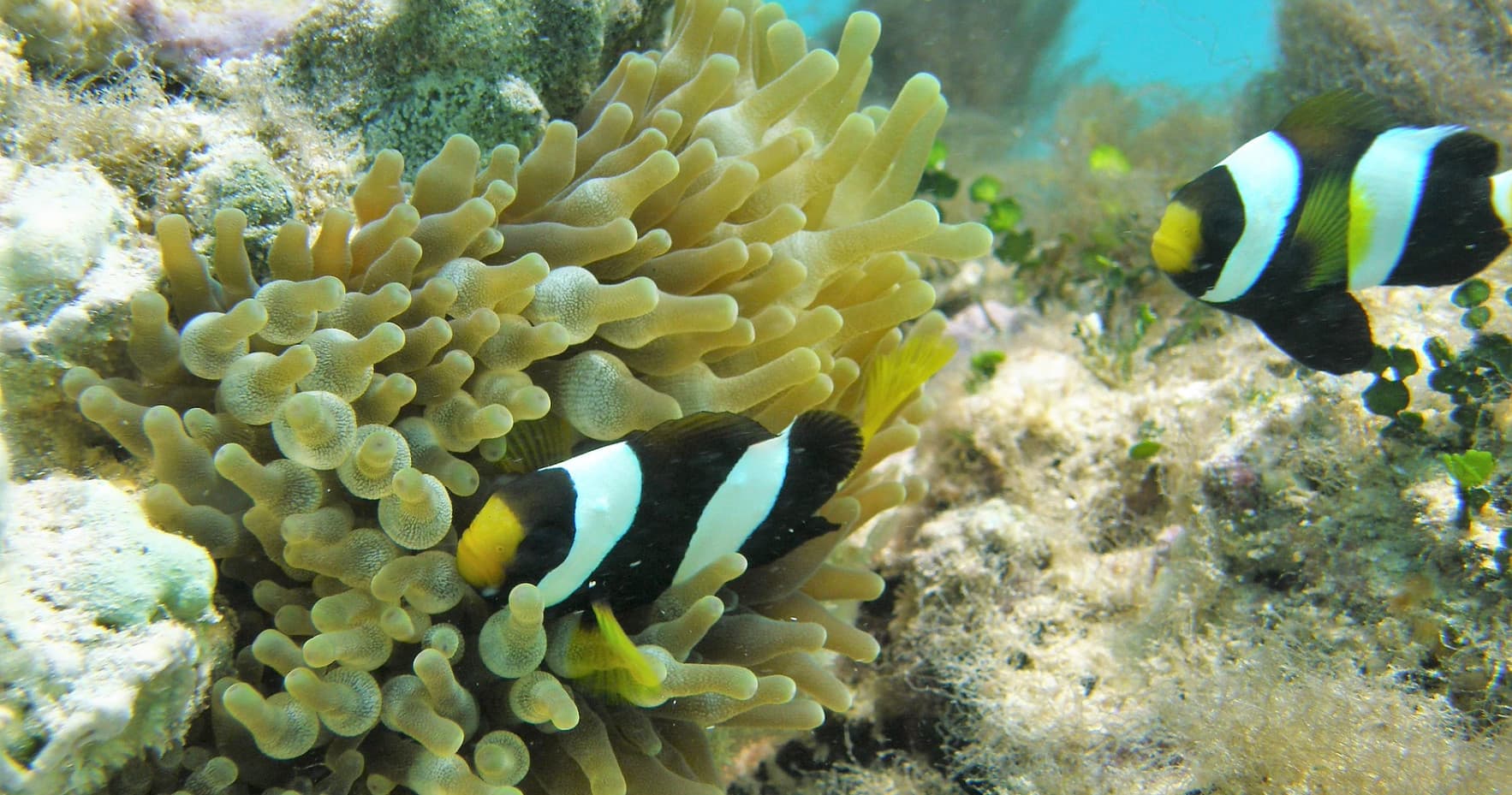 Clownfish among sea anemone on shallow tropical coral reef snorkel