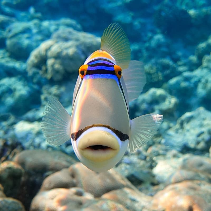 SCUBA Maui: Private 2 Tank Coral Reef Dive in Wailuku