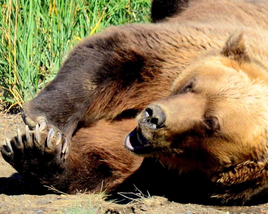 Alaska Bear Safaris team