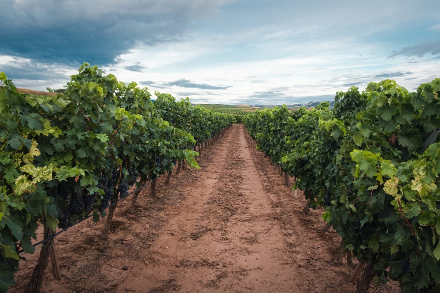 Montserrat and Penedés Winery Day Tour from Sitges