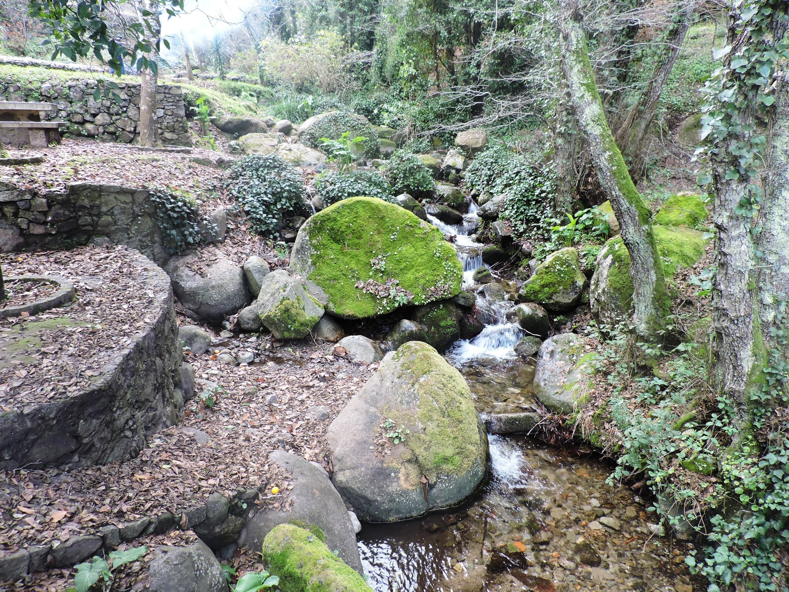 Monchique Forest Hike & Medronho Tasting with Quimera Travel