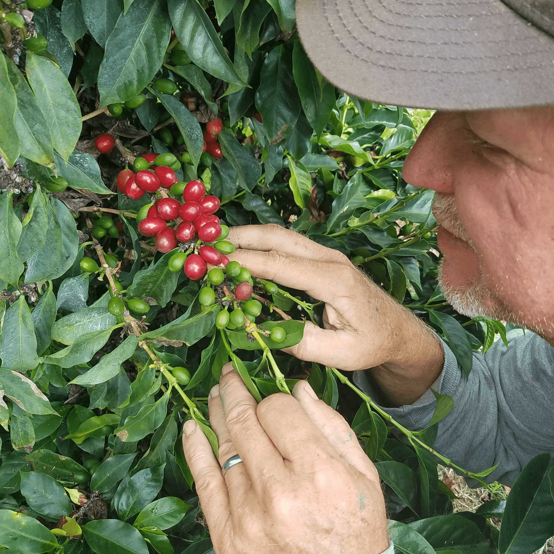 Specialty Coffee Tour & Tasting at Kona Farm Direct