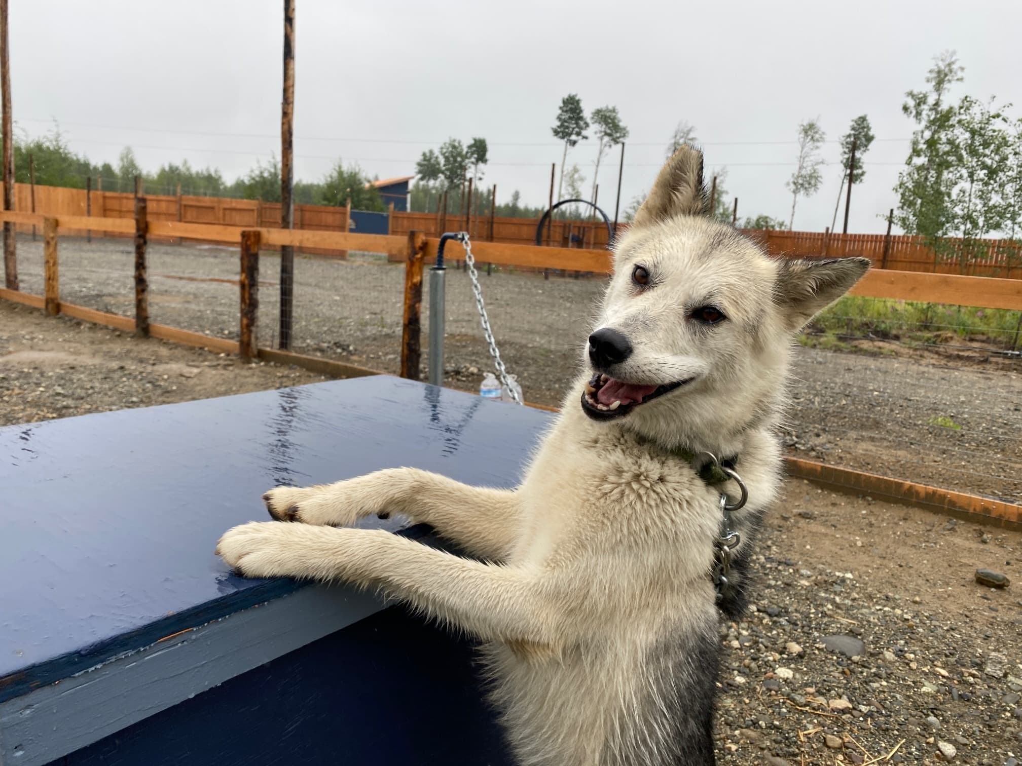 Summer Sled Dog Kennel Tour at Alaska Dog Center in Willow