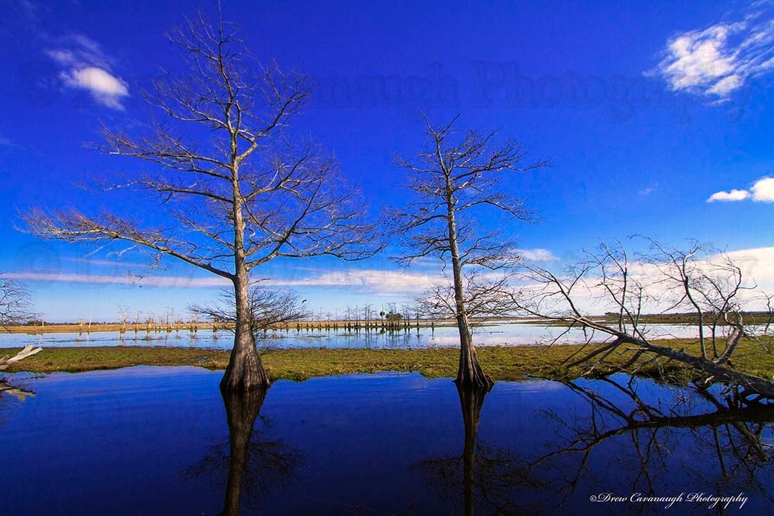 Cypress trees reflecting over calm Florida marsh inshore waters
