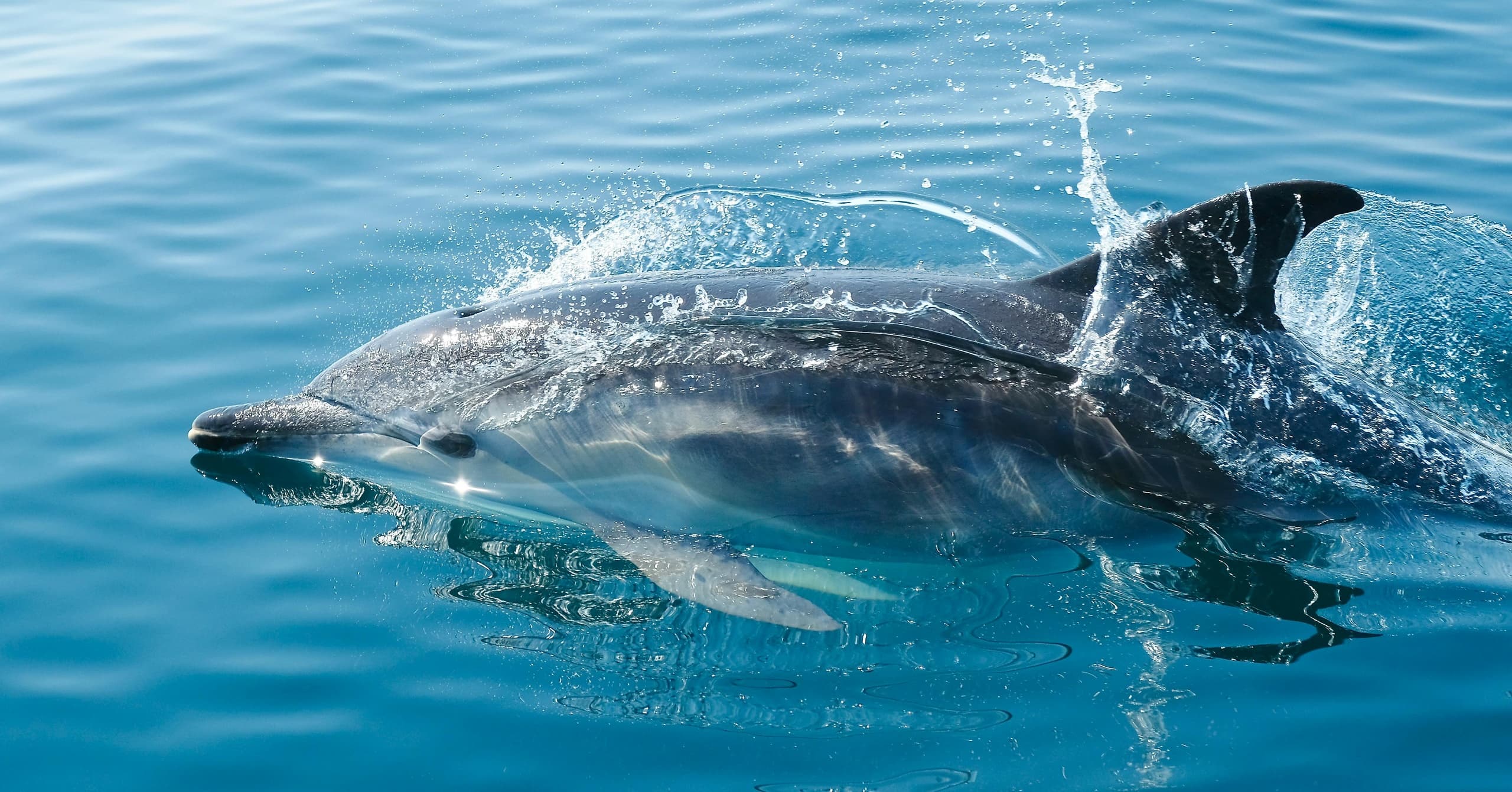 Dolphins leaping in Sarasota Gulf waters during boating trip