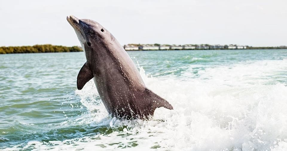 Dolphin leaping from ocean near shore, wild marine wildlife encounter