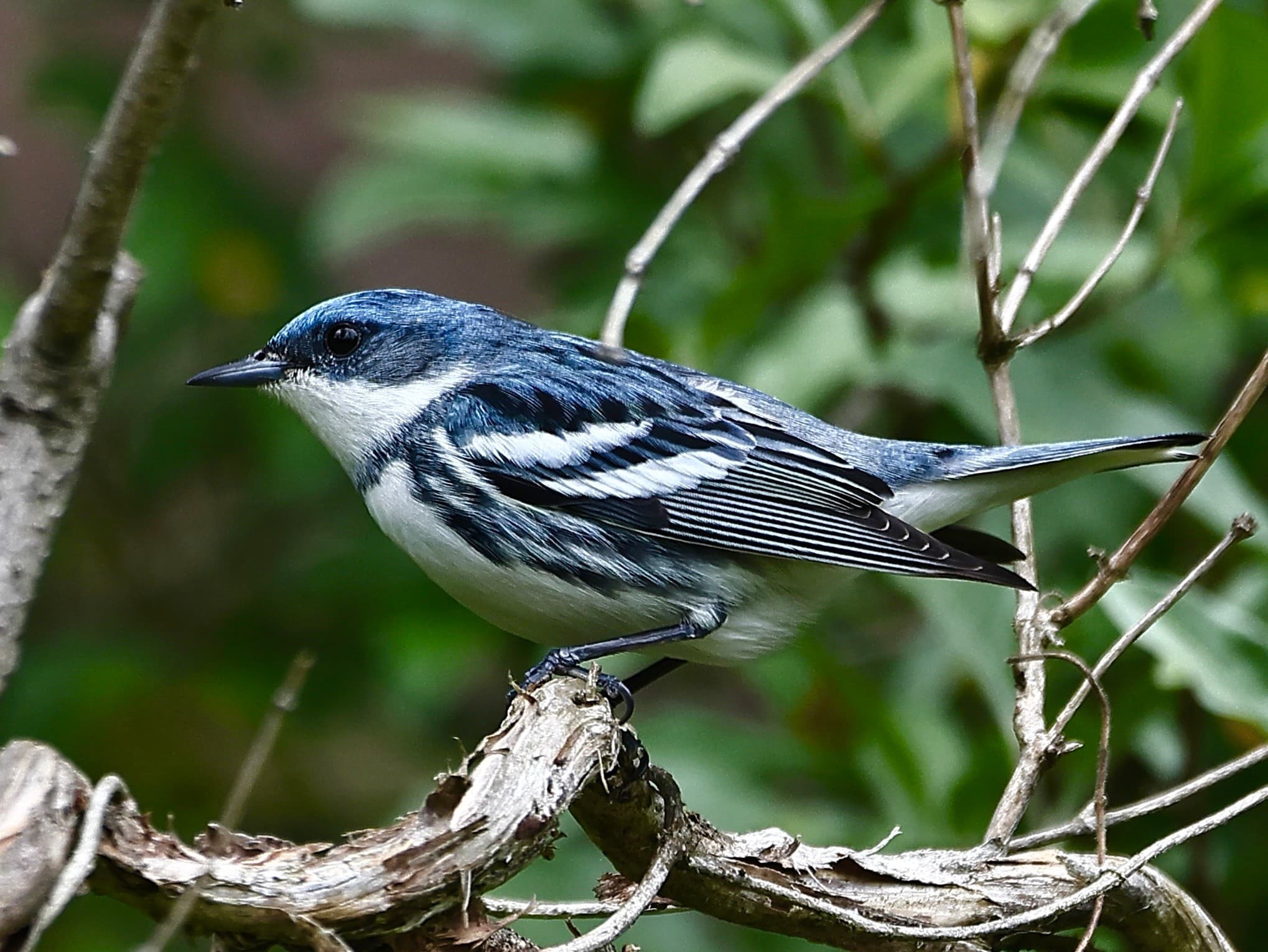 Guided Birding Walks at Triple W Farm in Grayson, KY | Warblers, Raptors & Photography