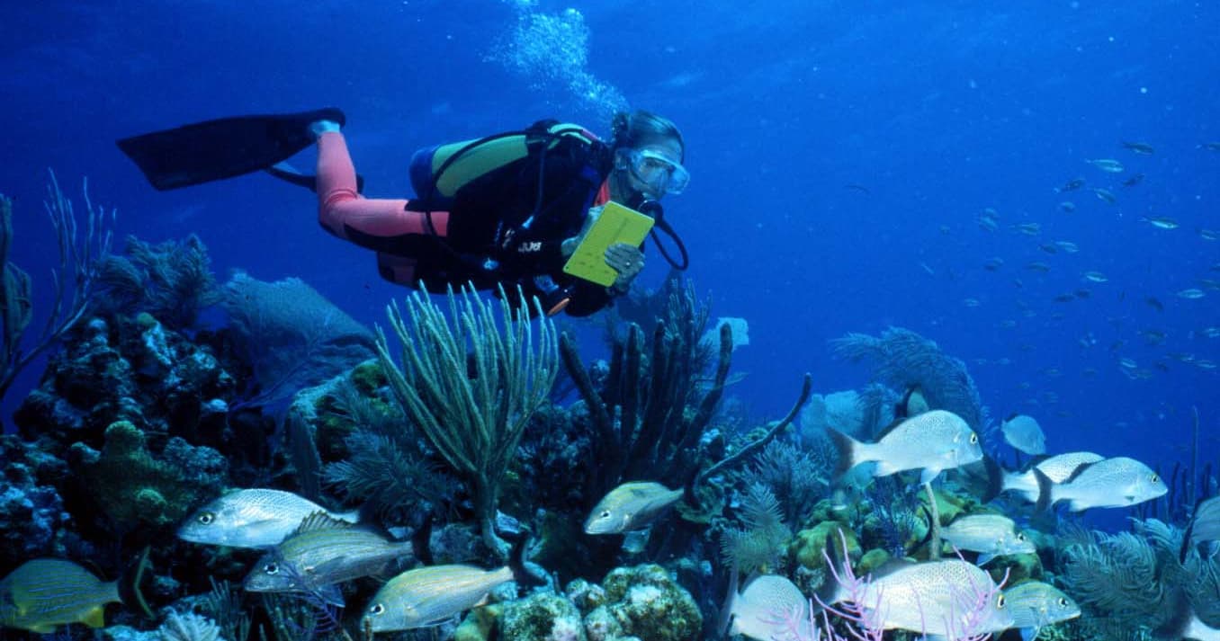 Diver exploring vibrant coral reef teeming with tropical fish